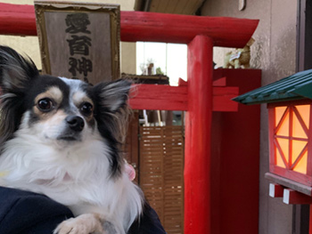 犬連れ 初詣 千葉県 愛育神社