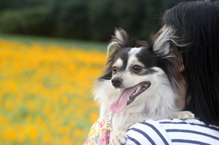 犬の十戒 今一度 愛犬との付き合い方を考えてみよう 愛犬モコ ポメチワ の ブログ