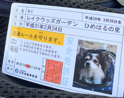 犬 免許