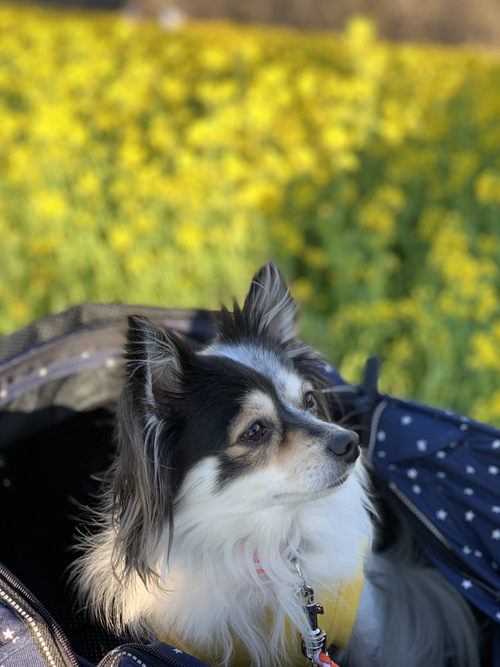 犬連れ 春のマザー牧場 菜の花 見頃 19 愛犬モコ ポメチワ の ブログ