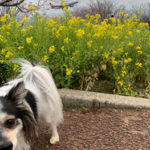 成田市 さくらの山公園の桜開花状況 犬連れ お花見散歩