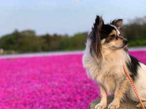 富田さとにわ耕園 開花情報