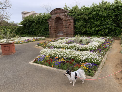 南房総 道の駅ローズマリー公園 は犬と散歩できるお気に入りの場所 愛犬モコ ポメチワ の ブログ