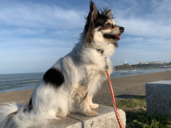 銚子市「犬吠埼灯台」君ヶ浜しおさい公園 犬連れ散歩