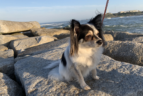 銚子の海を眺める犬