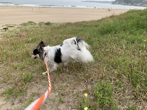御宿海岸を犬と散歩