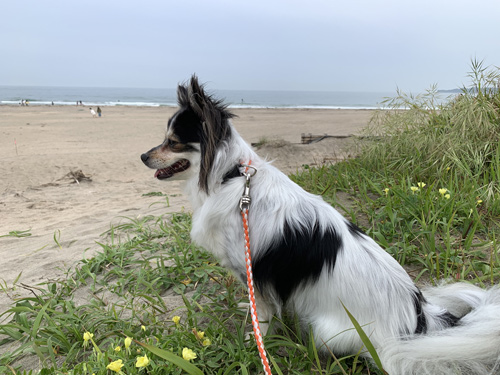 御宿海岸 犬と散歩