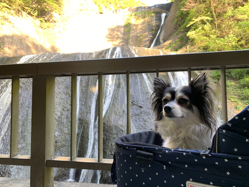 袋田の滝 犬連れ 観光