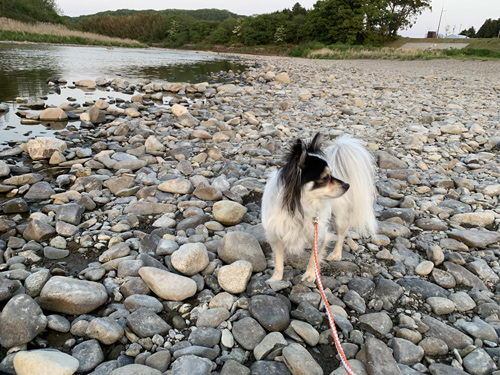 犬と久慈川散歩