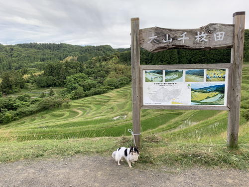 東京から一番近い千葉の棚田 鴨川市の大山千枚田で犬と散歩 愛犬モコ ポメチワ の ブログ