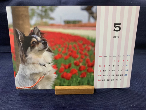 愛犬の写真入りオリジナル卓上カレンダー