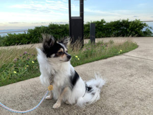 浦安市 高洲海浜公園へ犬と散歩