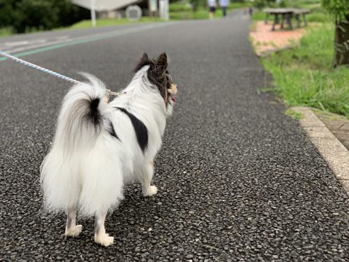手賀沼・犬と散歩