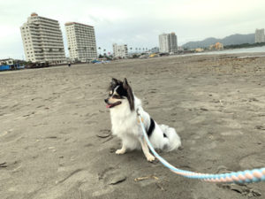 鴨川・犬と海散歩