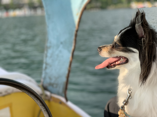 中禅寺湖 犬とスワンボート