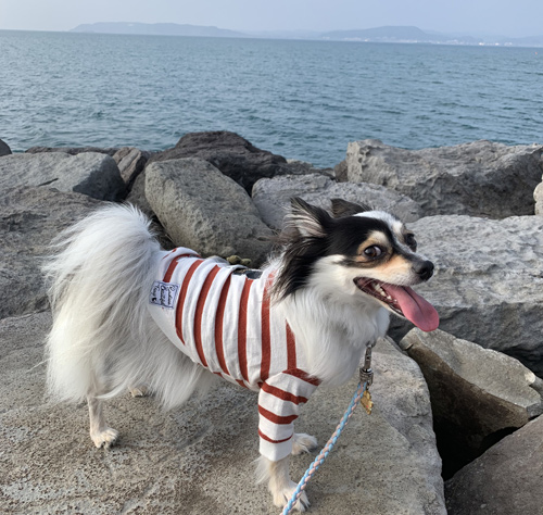 沖ノ島周辺を犬と散歩