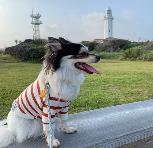 野島埼灯台 犬と散策