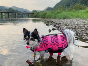 茨城県の久慈川で犬と水遊び