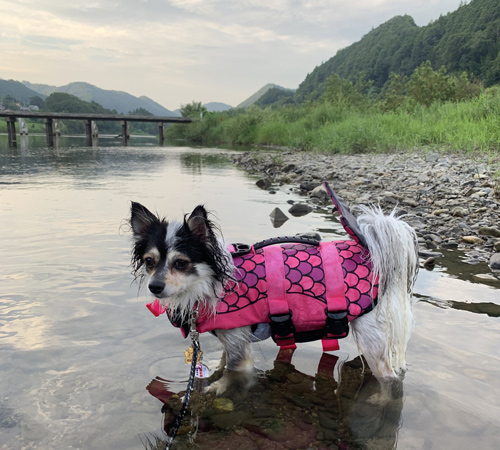 茨城 犬と川遊び 久慈川で犬かきの練習するつもりがただの水遊び 愛犬モコ ポメチワ の ブログ