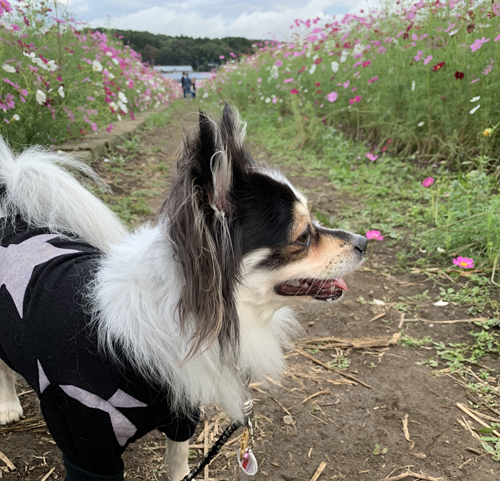 栃木県益子町 コスモス畑へ犬とお出かけ