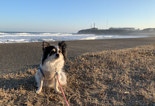 銚子の君ヶ浜で犬と散歩