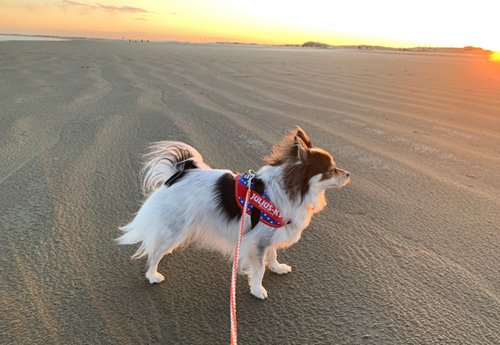 千葉 犬と海散歩「本須賀海岸」