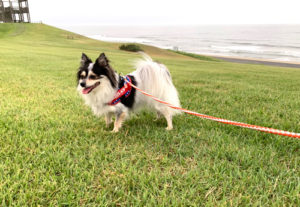 茨城 犬とお出かけ 鹿島灘海浜公園 海散歩