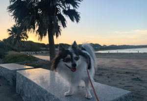 太東海岸（たいとうかいがん） 犬と散歩