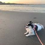 【太東海岸で犬と海散歩】東京オリンピックサーフィン会場（釣ヶ崎海岸）の隣のビーチ