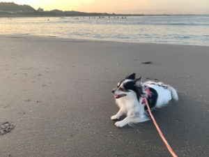 犬と海散歩 太東海岸