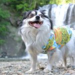 【栃木 犬連れ】 栃木県那須烏山市 犬と龍門の滝を散策